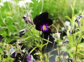 Violka růžkatá 'Bowles Black' - Viola cornuta 'Bowles Black'