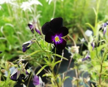 Violka růžkatá 'Bowles Black'