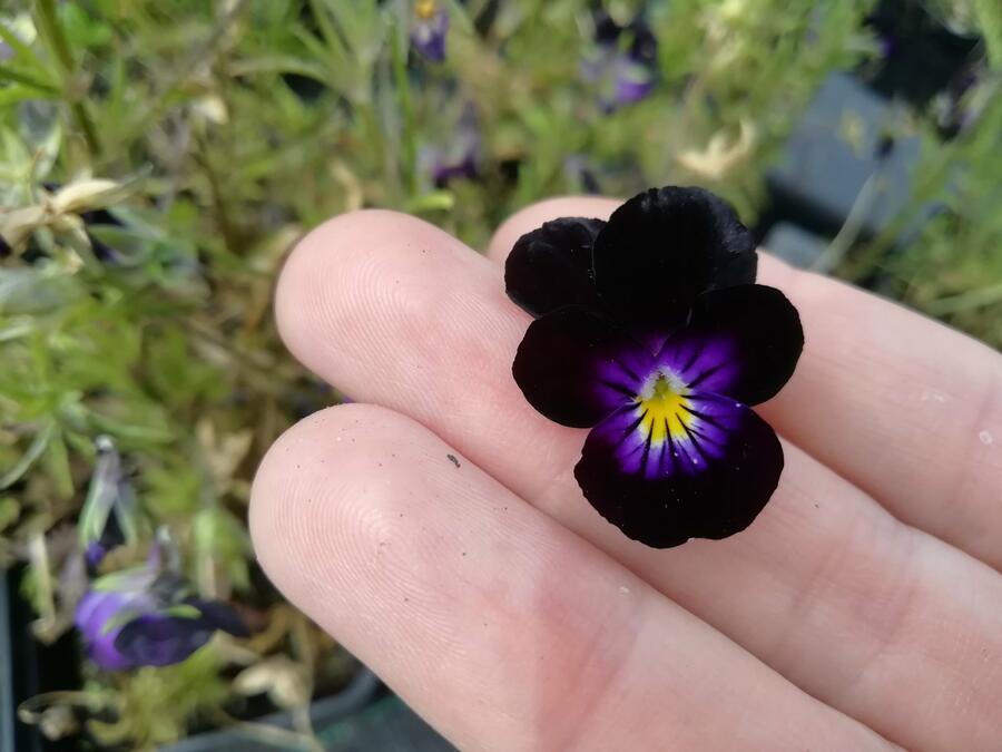 Violka růžkatá 'Bowles Black' - Viola cornuta 'Bowles Black'