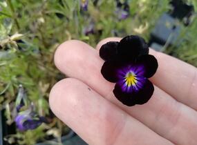 Violka růžkatá 'Bowles Black' - Viola cornuta 'Bowles Black'