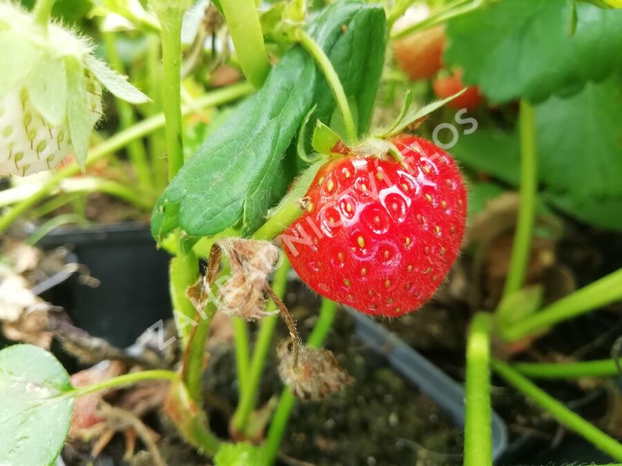 Jahodník stáleplodící 'Evie 2' - Fragaria ananassa 'Evie 2'