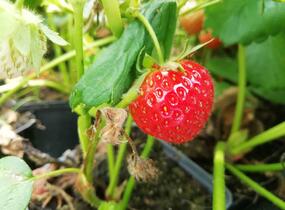 Jahodník stáleplodící 'Evie 2' - Fragaria ananassa 'Evie 2'