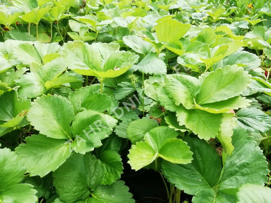 Jahodník stáleplodící 'Evie 2' - Fragaria ananassa 'Evie 2'