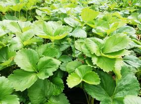 Jahodník stáleplodící 'Evie 2' - Fragaria ananassa 'Evie 2'