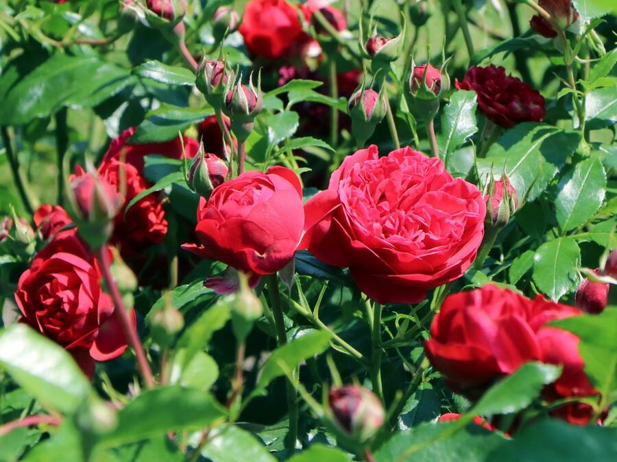 Jahodník stáleplodící 'Evie 2' - Fragaria ananassa 'Evie 2'