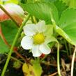 Jahodník stáleplodící 'Evie 2' - Fragaria ananassa 'Evie 2'