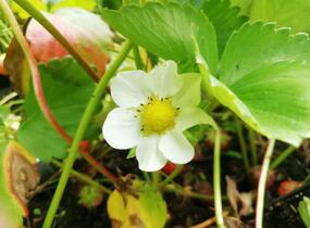 Jahodník stáleplodící 'Evie 2' - Fragaria ananassa 'Evie 2'