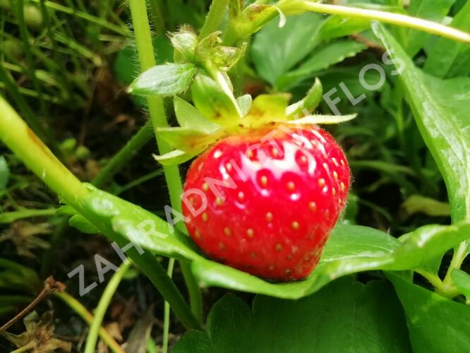 Jahodník stáleplodící 'Evie 2' - Fragaria ananassa 'Evie 2'