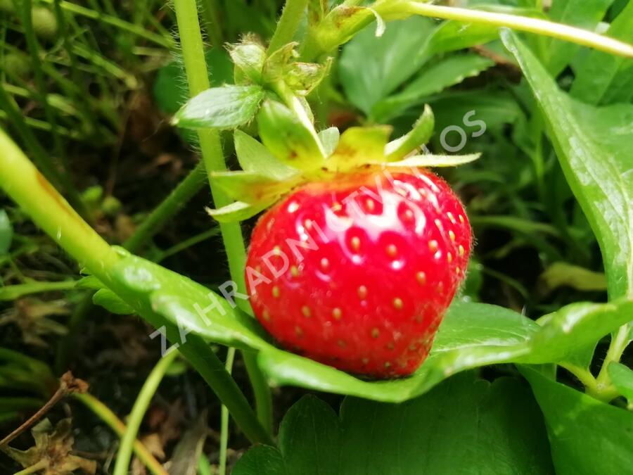 Jahodník stáleplodící 'Evie 2' - Fragaria ananassa 'Evie 2'