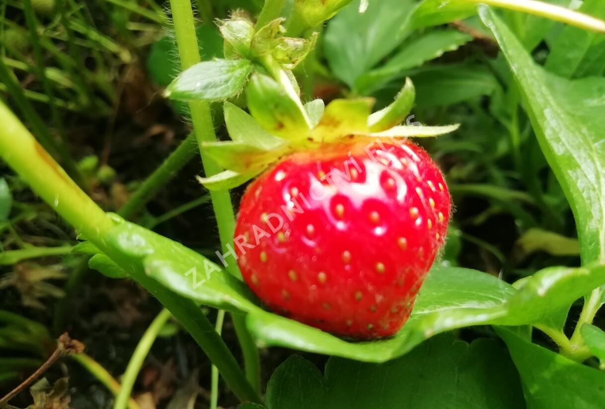 Jahodník stáleplodící 'Evie 2' - Fragaria ananassa 'Evie 2'
