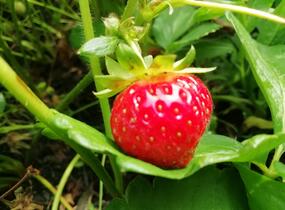 Jahodník stáleplodící 'Evie 2' - Fragaria ananassa 'Evie 2'