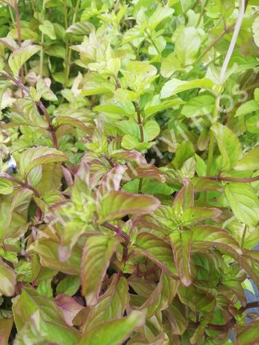 Máta peprná 'Mandarin Mint' - Mentha piperita 'Mandarin Mint'