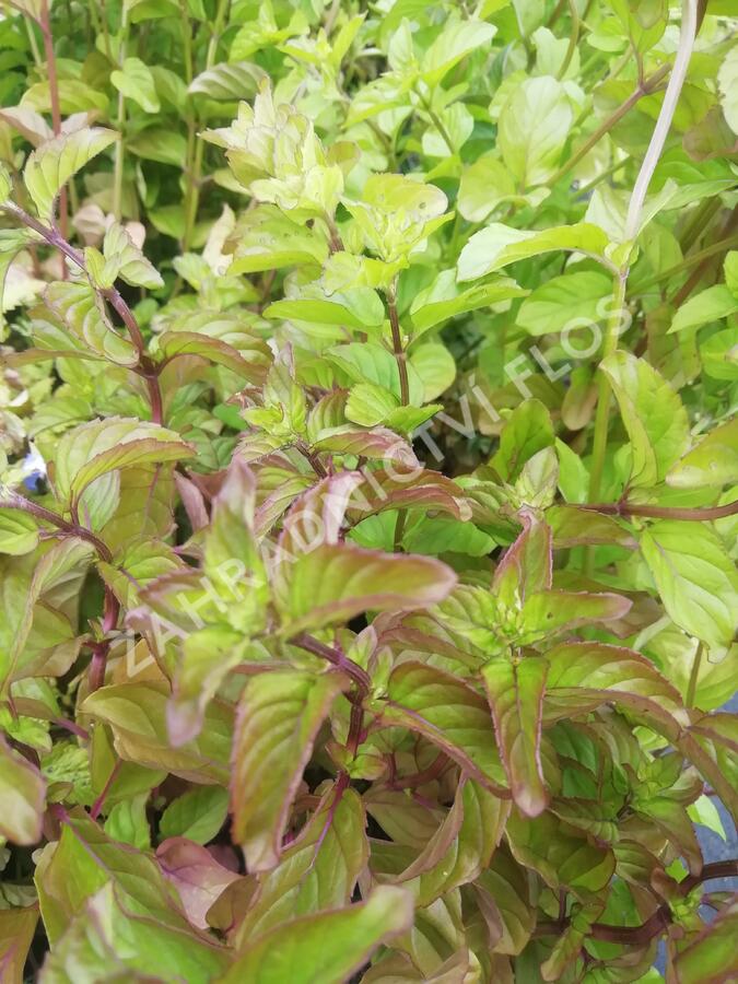 Máta peprná 'Mandarin Mint' - Mentha piperita 'Mandarin Mint'