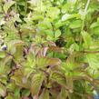 Máta peprná 'Mandarin Mint' - Mentha piperita 'Mandarin Mint'