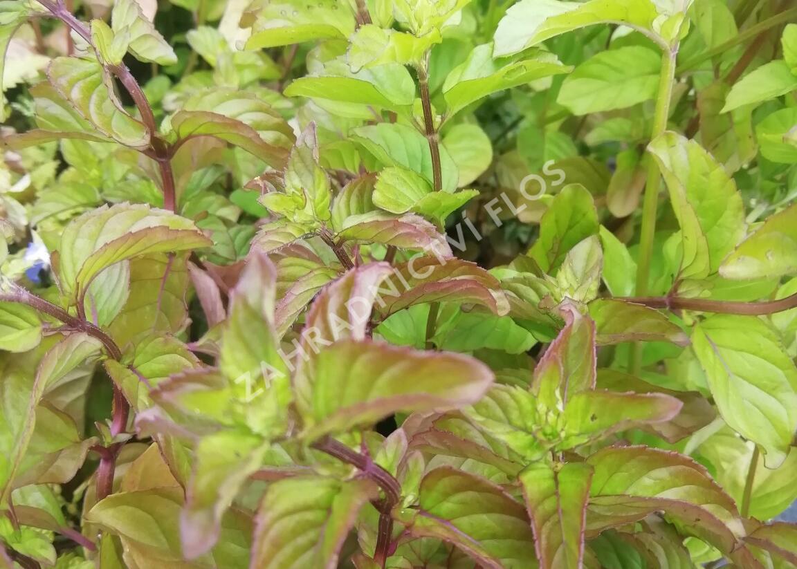 Máta peprná 'Mandarin Mint' - Mentha piperita 'Mandarin Mint'