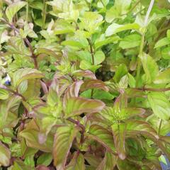Máta peprná 'Mandarin Mint' - Mentha piperita 'Mandarin Mint'