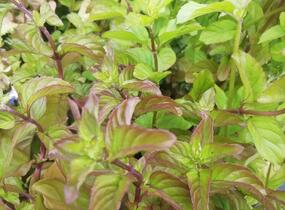 Máta peprná 'Mandarin Mint' - Mentha piperita 'Mandarin Mint'