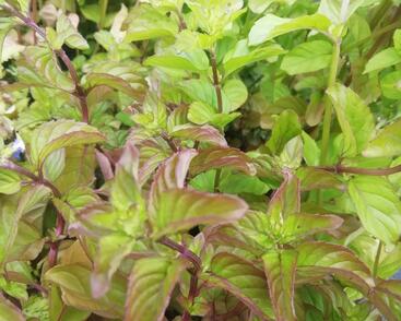 Máta peprná 'Mandarin Mint'