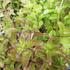 mata-jemna-anglicka-mandarin-mint.jpg