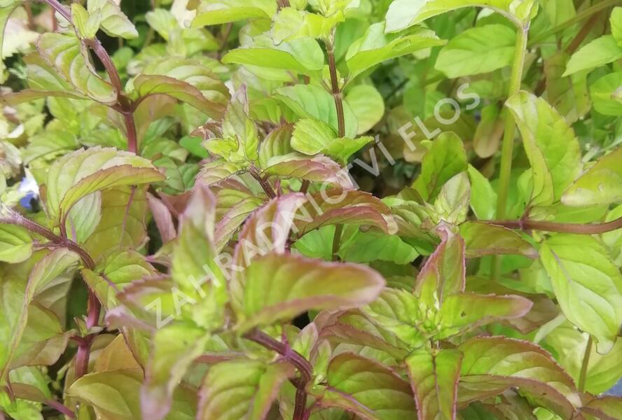 Máta peprná 'Mandarin Mint' - Mentha piperita 'Mandarin Mint'