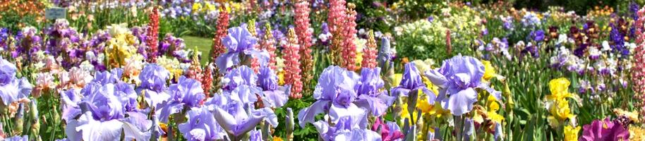 kosatce v trvalkové zahradě