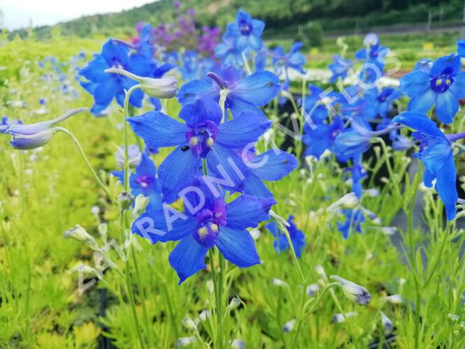 Ostrožka 'Hunky Dory Blue' - Delphinium hybridum 'Hunky Dory Blue'