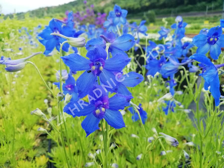 Ostrožka 'Hunky Dory Blue' - Delphinium hybridum 'Hunky Dory Blue'