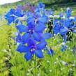 Ostožka 'Hunky Dory Blue' - Delphinium hybridum 'Hunky Dory Blue'