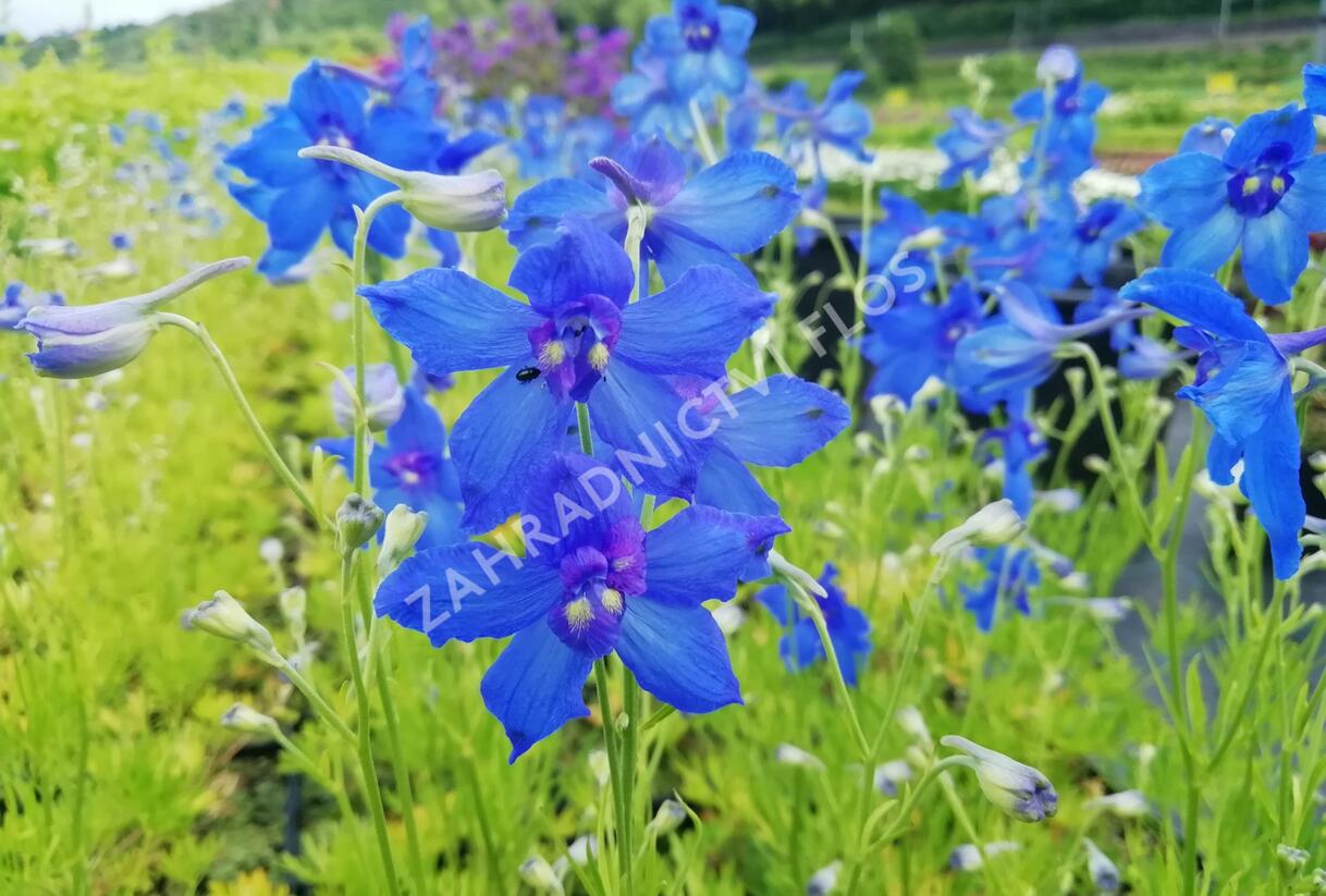 Ostrožka 'Hunky Dory Blue' - Delphinium hybridum 'Hunky Dory Blue'