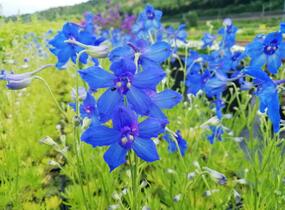 Ostrožka 'Hunky Dory Blue' - Delphinium hybridum 'Hunky Dory Blue'