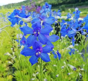 Ostožka 'Hunky Dory Blue' - Delphinium hybridum 'Hunky Dory Blue'