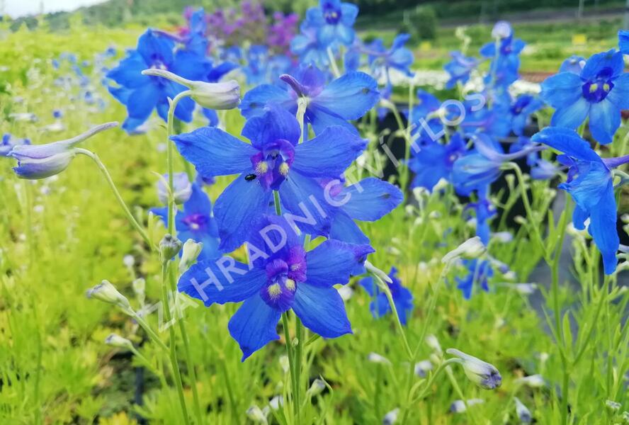 Ostrožka 'Hunky Dory Blue' - Delphinium hybridum 'Hunky Dory Blue'