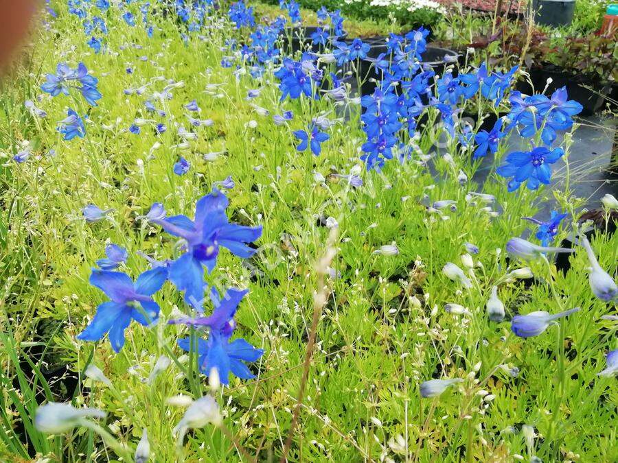 Ostrožka 'Hunky Dory Blue' - Delphinium hybridum 'Hunky Dory Blue'