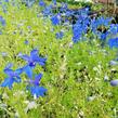 Ostožka 'Hunky Dory Blue' - Delphinium hybridum 'Hunky Dory Blue'