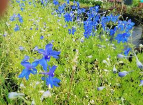 Ostrožka 'Hunky Dory Blue' - Delphinium hybridum 'Hunky Dory Blue'