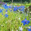 Ostrožka 'Hunky Dory Blue' - Delphinium hybridum 'Hunky Dory Blue'
