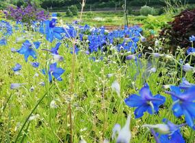 Ostrožka 'Hunky Dory Blue' - Delphinium hybridum 'Hunky Dory Blue'