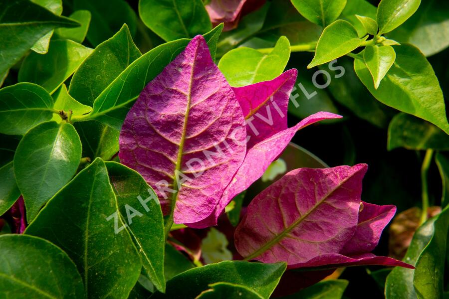 Bugenvilea lysá 'Sanderiana' - Bougainvillea glabra 'Sanderiana'