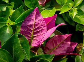 Bugenvilea lysá 'Sanderiana' - Bougainvillea glabra 'Sanderiana'