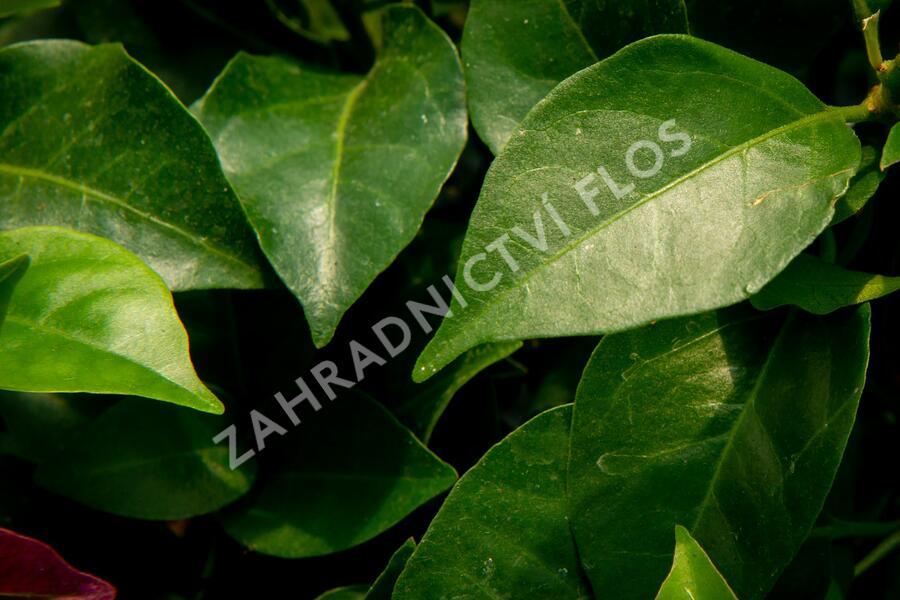 Bugenvilea lysá 'Sanderiana' - Bougainvillea glabra 'Sanderiana'