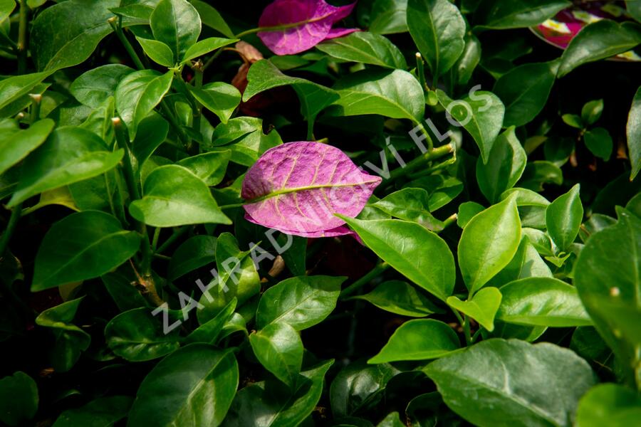 Bugenvilea lysá 'Sanderiana' - Bougainvillea glabra 'Sanderiana'