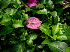 Bugenvilea lysá 'Sanderiana' - Bougainvillea glabra 'Sanderiana'