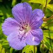 Kakost 'Blue Sunrise' - Geranium 'Blue Sunrise'