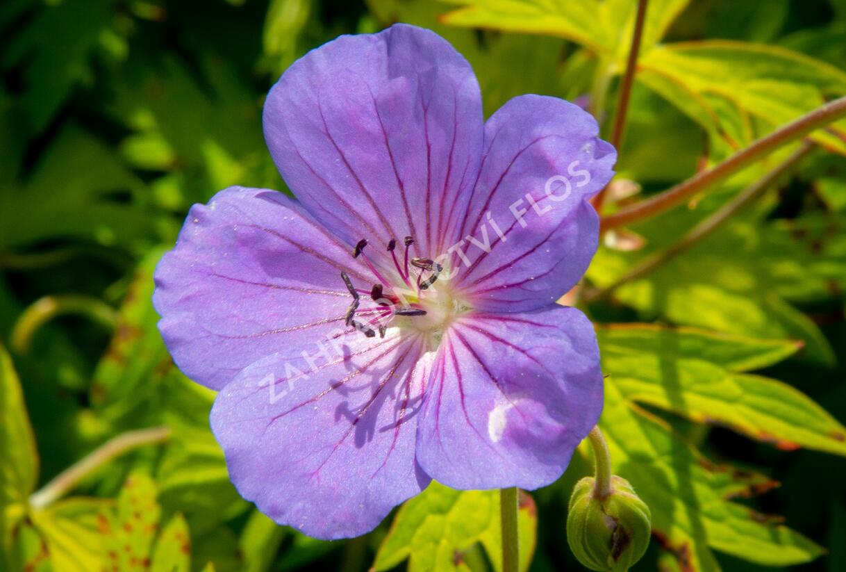 Kakost 'Blue Sunrise' - Geranium wallichianum 'Blue Sunrise'