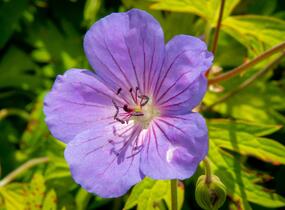 Kakost 'Blue Sunrise' - Geranium wallichianum 'Blue Sunrise'
