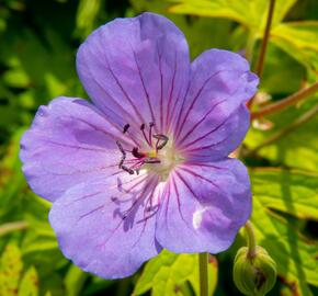 Kakost 'Blue Sunrise' - Geranium 'Blue Sunrise'