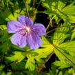 Kakost 'Blue Sunrise' - Geranium 'Blue Sunrise'