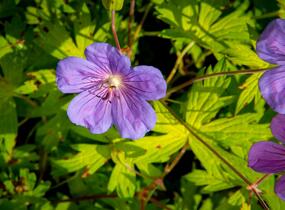 Kakost 'Blue Sunrise' - Geranium wallichianum 'Blue Sunrise'