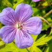 Kakost 'Blue Sunrise' - Geranium 'Blue Sunrise'