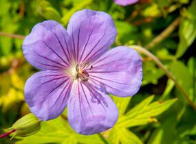 Kakost 'Blue Sunrise' - Geranium wallichianum 'Blue Sunrise'